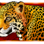 imagen de Leopard