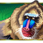 imagen de Baboons