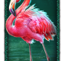 imagen de Flamingo