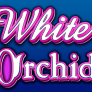 logotipo de White Orchid
