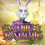 logotipo de White Rabbit