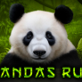 logotipo de Pandas Run