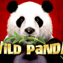 logotipo de Wild Panda