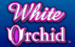 logo white orchid igt juegos casino 